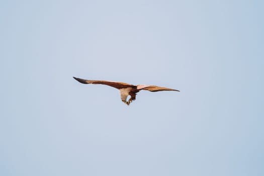 Goa, India. Brahminy Kite Eating Crab In Flight In Blue Sky.