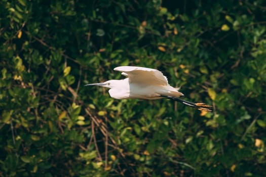 Goa, India. White Little Egret Flying On Background Greenery.