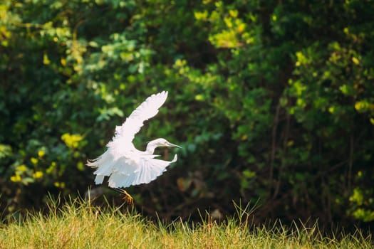 Goa, India. White Little Egret Landing On Grass.