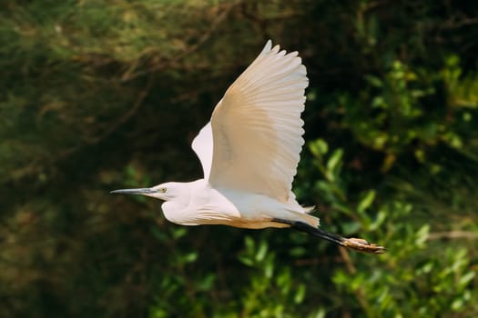 Goa, India. White Little Egret Flying On Background Greenery.