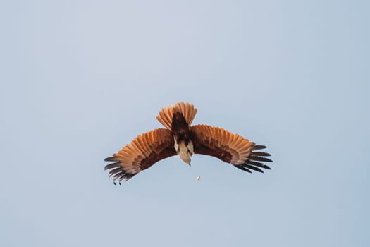 Goa, India. Brahminy Kite Throwing Crab In Flight In Blue Sky.