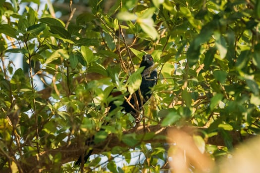 Goa, India. Greater Coucal Sitting On Branch Of Tree.