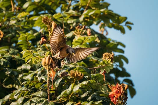 Goa, India. Rosy Starling Birds Taking Off Branches Of Tree.