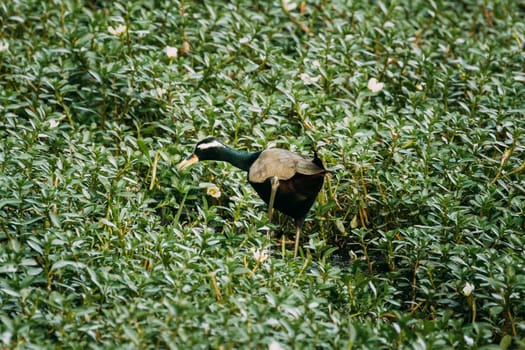 Goa, India. Bronze-winged Jacana Walking And Eating Grass On Green Meadow.