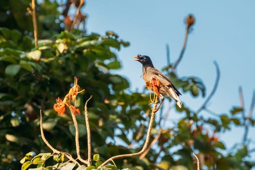 Goa, India. Jungle Myna Sitting On Branch Of Tree And Tweeting.