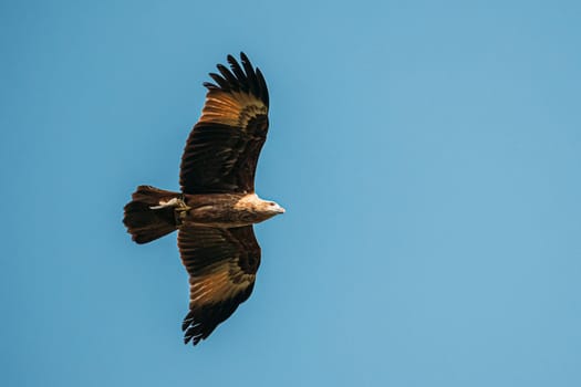 Goa, India. Brahminy Kite With Fish In Paws Flying In Blue Sky.
