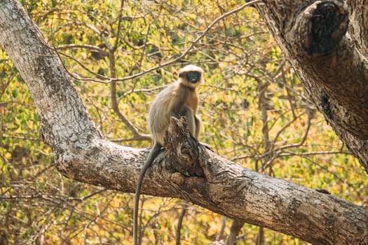Goa, India. Funny Gray Langur Monkey Sitting On Of Tree.