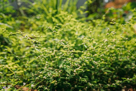 Goa, India. Flower Of Cymbopogon, Also Known As Lemongrass Or Barbed Wire Grass In Sunny Light.