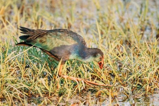 Goa, India. Grey-headed Swamphen Bird In Morning Looking For Food In Swamp. Porphyrio Poliocephalus.