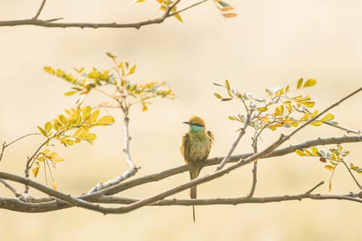 Goa, India. Green Bee-eater Bird Sitting On Branch Of Tree On Blerred Yellow Background.