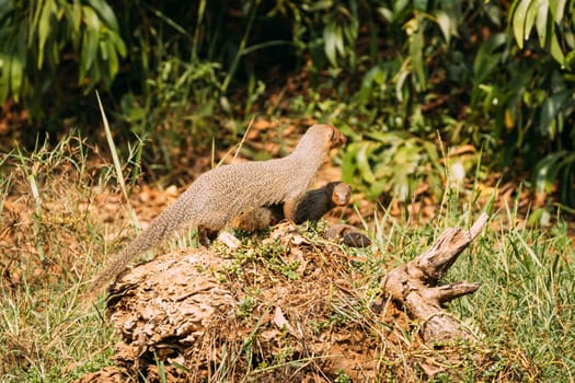 Goa, India. Three Indian Grey Mongoose Sitting On Stump In Sunny Day.