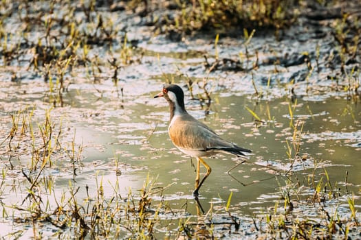 Goa, India. Red-wattled Lapwing Walking On Pond In Warm Summer Weather.