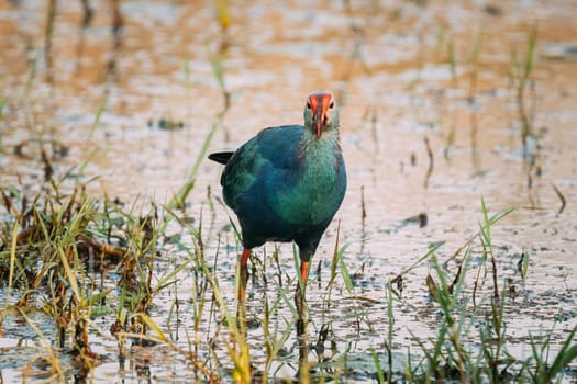 Goa, India. Grey-headed Swamphen Bird In Morning Looking For Food In Swamp. Porphyrio Poliocephalus.