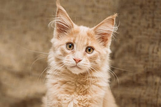 Funny Young Red Ginger Maine Coon Kitten Cat Portrait. Coon Cat, Maine Cat, Maine Shag looking at camera.
