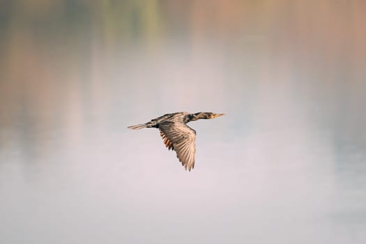 Carambolim Lake, Goa, India. The Indian Cormorant Flying Above Water Surface In Sunny Morning.  Indian Shag (Phalacrocorax Fuscicollis) Is A Member Of The Cormorant Family.