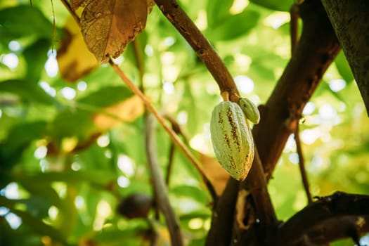 Goa, India. Close View Of Green Fruits Of Cocoa On Tree.