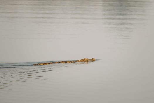 Carambolim Lake, Goa, India. Mugger Crocodile Or Crocodylus Palustris. Marsh Crocodile, Broad-snouted Crocodile Swims in Water.