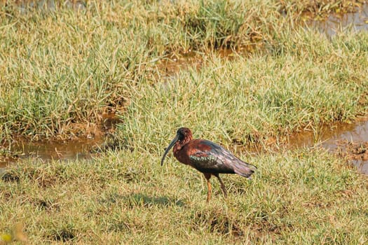 Goa, India. Glossy ibis In Morning Looking For Food In Swamp. Plegadis falcinellus is a wading bird in the ibis family Threskiornithidae.
