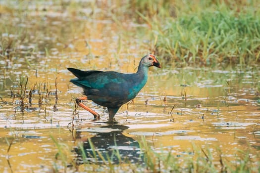 Goa, India. Grey-headed Swamphen Bird In Morning Looking For Food In Swamp. Porphyrio Poliocephalus.