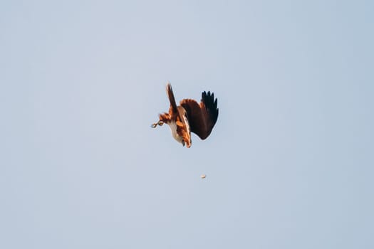 Goa, India. Brahminy Kite Throwing Crab In Flight In Blue Sky.