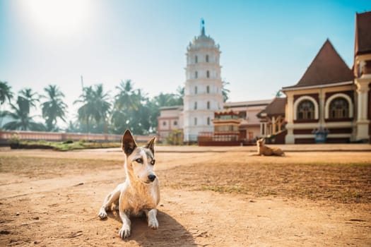Kavlem, Phonda, Goa, India. Dog Resting Near Shree Shantadurga Mandir, Kavlem Temple. Famous Landmark And Popular Destination. White Lamp Tower. Shantadurga Devi.