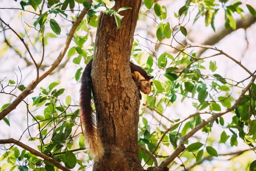 Goa, India. Indian Giant Squirrel, Or Malabar Giant Squirrel, Ratufa Indica Resting On Tree. It Is A Large Tree Squirrel Species In The Genus Ratufa Native To Forests And Woodlands In India.