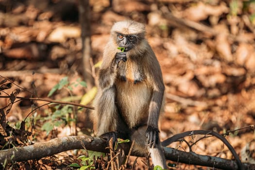 Goa, India. Gray Langur Monkey Eats Fresh Leaves Sitting On A Branch On Forest Ground.