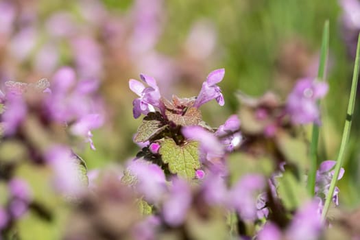 Violet Flowers Of Lamium Purpureum In Summer Field Meadow Witn Blurred Background In Front.