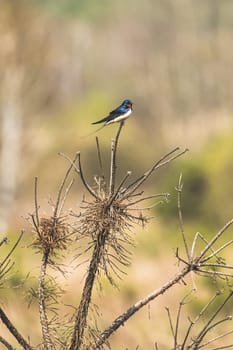 Wild Forest Bird Barn Swallow Sitting On Top Of Dry Pine Branch In Spring Season. Belarus, Belarusian Nature, Wildlife.