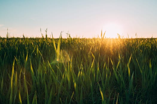 Close Up Young Wheat Shoots In Sunset Sunrise Sunlight. Countryside Rural Field With Young Wheat Sprouts In Spring Summer Evening. Beauty In Agricultural Field.