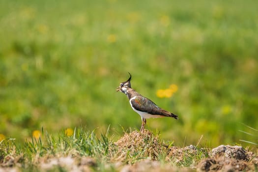 Northern Lapwing Or Peewit Singing In Summer Field. Wildlife Birds Of Belarus.