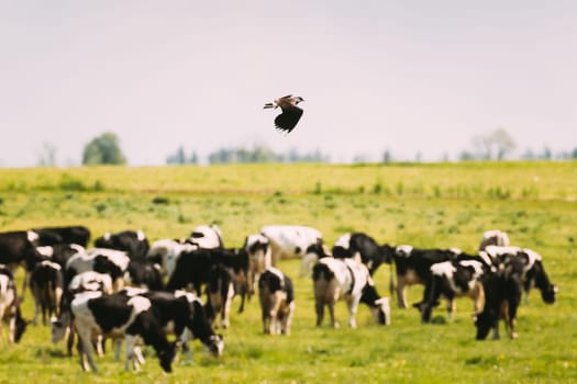 Northern Lapwing Or Peewit Flying Above Grazing Cattle In Field In Summer Day.