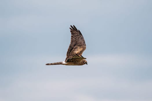 Hen Harrier Or Circus Cyaneus Wild Bird Flies In Blue Sky In Belarus. In Eurasia, Adult Male Is Sometimes Nicknamed Grey Ghost