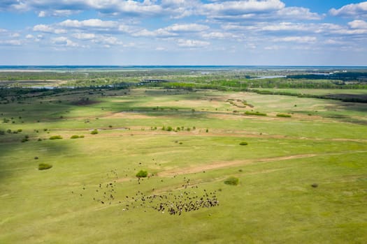 Belarus. Aerial View Of Cattle Of Cows Grazing In Meadows Pasture. Spring Summer Green Pasture Landscape.
