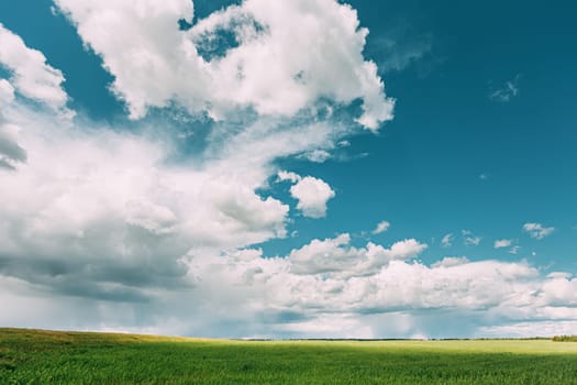 Countryside Rural Wheat Field Meadow Landscape In Summer Rainy Day. Scenic Sky With Rain Clouds On Horizon. Agricultural And Weather Forecast Concept.