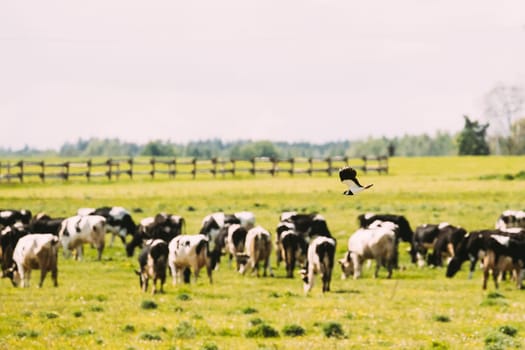 Northern Lapwing Or Peewit Flying Above Grazing Cattle In Field In Summer Day.