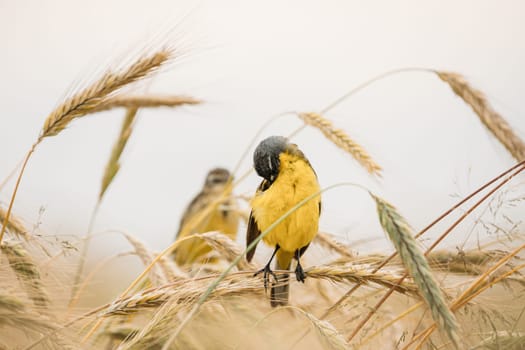 Western Yellow Wagtail. Motacilla Flava Is A Small Passerine In The Wagtail Family Motacillidae, Which Also Includes The Pipits And Longclaws. This Species Breeds In Much Of Temperate Europe And Asia. Belarus. Bird Cleans Its Feathers While Sitting On An Ear In A Field.