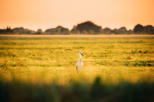 Adult European White Stork Ciconia Ciconia In Summer Meadow Lit By Sunset Sunlight. Wild Bird In Sunny Evening In Belarus.
