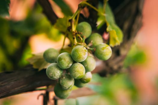 Powdery Mildew On Fruits And Leaves Of Grape. Plant Disease. Bad Harvest.