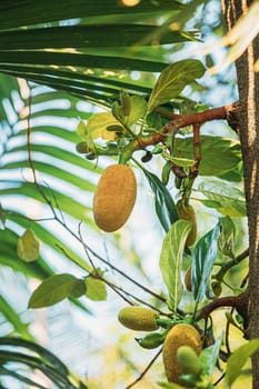 Goa, India. Close View Of Jackfruit On Tree.
