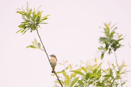 Whinchat Sitiing On Branch. Saxicola Rubetra Is A Small Migratory Passerine Bird Breeding In Europe And Western Asia And Wintering In Central Africa. Thrush Family, Turdidae, Old World Flycatcher Family, Muscicapidae. Belarus