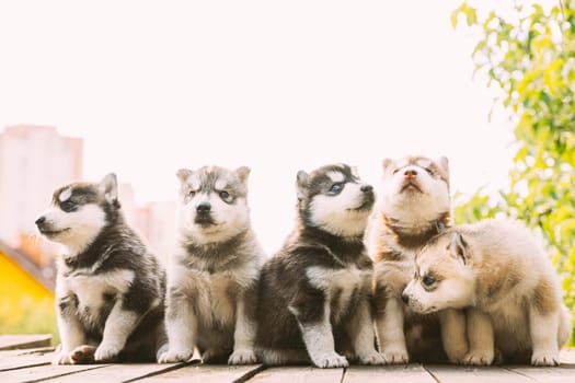Five Four-week-old Husky Puppy Of White-gray-black-brown Color Sitting On Wooden Floor Together.