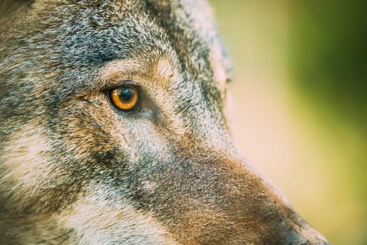Close Up Eye Pupil Of Canis Lupus, Gray Wolf, Grey Wolf. Wolf Eye.