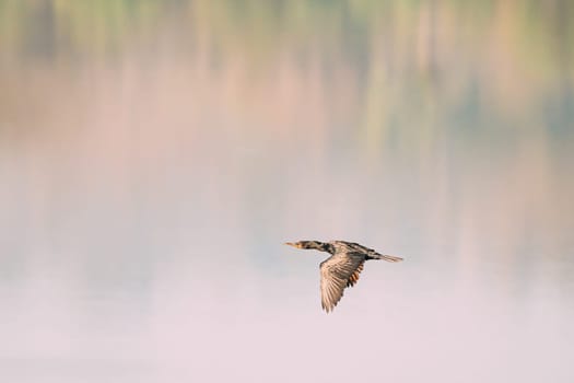Carambolim Lake, Goa, India. The Indian Cormorant Flying Above Water Surface In Sunny Morning.  Indian Shag (Phalacrocorax Fuscicollis) Is A Member Of The Cormorant Family.