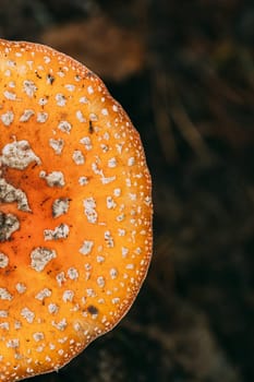 Close Up Of Amanita muscaria, commonly known as the fly agaric or fly amanita In Autumn Forest In Belarus.