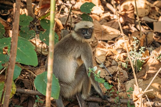 Goa, India. Gray Langur Monkey Sitting On Forest Ground.