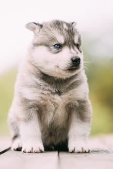 Four-week-old Husky Puppy Of White-gray Color Sitting On Wooden Ground.