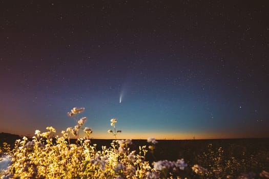 Europe. 18 July 2020. Comet Neowise C/2020 F3 In Night Starry Sky Above Flowering Buckwheat Agricultural Field. Night Stars In July Month. Comet At A Distance Of 104 Million Kilometres.