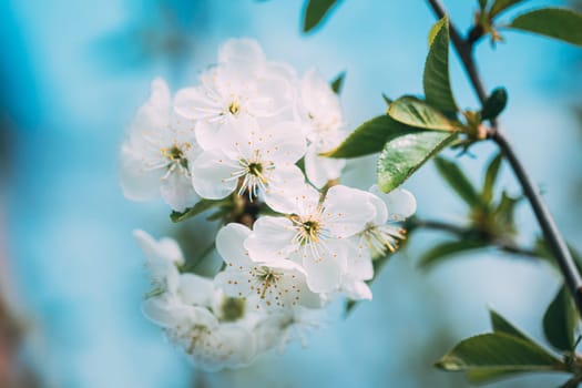 White Young Spring Flowers Of Prunus subg. Cerasus Growing In Branch Of Tree