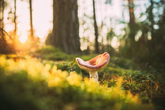 Mushroom Russula emetica - sickener, emetic russula, or vomiting russula. Autumn Forest. Conditionally edible fungus. Sunshine Sunlight Through Woods Landscape. Belarus, Europe.